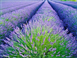 Lavanda